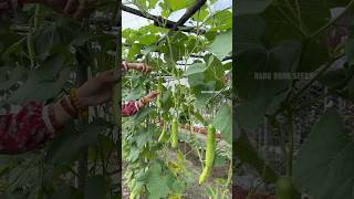 Harvesting bottle gourd cucumber chilli okra gardening [upl. by Siron]