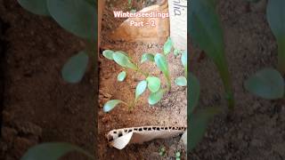 Winter flowering plants germination 🌱germinatingseeds garden youtubeshort trending [upl. by Ecnerual]