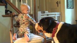 Greater Swiss Mountain Dog Charlie  Teased by child [upl. by Nyleek]