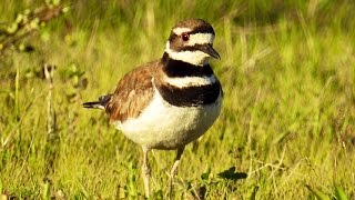 Oiseaux du Québec  24 Migrateurs présent lété [upl. by Earleen516]