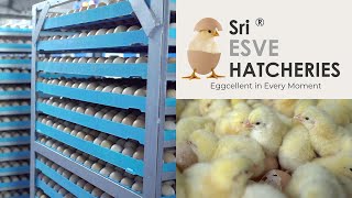 The Amazing Full process of Modern Chicks Hatchery  Hatchery Farming Technology  ibusinesszone [upl. by Alroi]