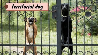 Territorial Dog Breeds Thatll Guard Your House Like Fort Knox byanimalwondery [upl. by Mansur]