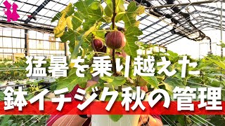 【9月】鉢植えイチジク夏越し後の様子と管理方法を園芸農家が話します [upl. by Ydoow956]