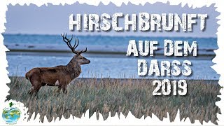 Hirschbrunft auf dem Darss 2019  Ein Naturerlebnis [upl. by Bluh]