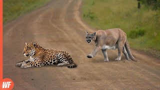 Cougar Attacks Jaguar and Quickly Pays the Price [upl. by Enahc]