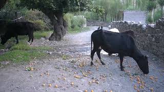 process of Collection of Apricots at mountain areasvillage lifestyle [upl. by Adnamma908]