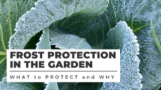 FROST PROTECTION in the Garden WHAT TO COVER and WHY [upl. by Skrap]