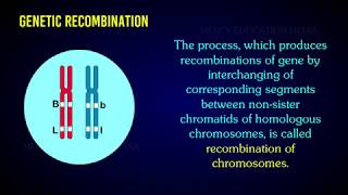 RECOMBINATION OF CHROMOSOME [upl. by Atteragram]