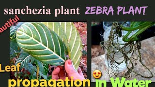 Propagation of SANCHEZIA plant in Water Zebra plantAphelandra Squarrosa Laila Rahmans Gardening [upl. by Joya]