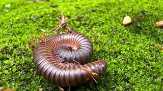 Chocolate Millipede  The Best Pet Invertebrate [upl. by Farrow]