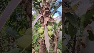 kelapa pandan wangi thailand kelapa thailand [upl. by Nissie778]