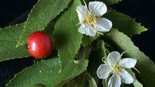 Growing Jamaican cherryIndian cherryStrawberry treeMuntingia Calabura tree n its health benefits [upl. by Levitus]