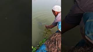 mazing Traditional Fishing Technique From River Fish bigfish netfishing Fishing village fishi [upl. by Arlynne]