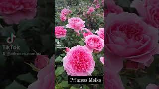 EDROSESТроянда 🌹 Принцеса Мейко Princess Meiko  Японія 2018 Флорибунда [upl. by Halik]