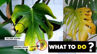 5 Reasons why your Monstera plant leaves turning yellow [upl. by Nikkie]