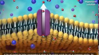 Membrane Transport in Cells Symport Antiport Cotransport Animation [upl. by Roda]