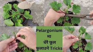 Pelargonium Update  Pinching कहिले र कसरी गर्नेकुन fertilizer को प्रयोग गर्ने [upl. by Rebekkah]