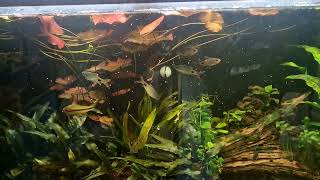 fifth week feeding mysis and brine shrimp [upl. by Suravart]