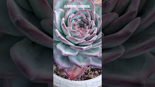 Echeveria Colorata suculents shortvideo plantas suculentas jardin garden cactus flowers [upl. by Feer]