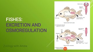 Excretion and osmoregulation in fishes  Zoology with Amina [upl. by Notlok]