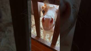 Baby Foal Waiting for Breakfast Lancaster County Pennsylvania horse foal lancaster cuteanimals [upl. by Morvin]