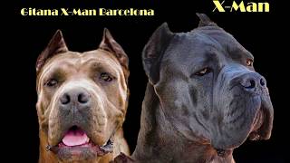 COMO SON LOS CACHORROS FORMENTINOS DE CANECORSO [upl. by Shaughnessy]