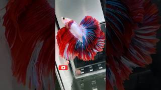 Betta Fish Live top 5 betta fishbetta fish tank setupbetta fish unboxingbetta fish careshorts [upl. by Aoket]