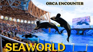 Orca Encounter Killer Whale Presentation SeaWorld Orlando [upl. by Odarbil]