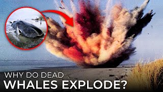 Whales Can Literally EXPLODE Find Out Why [upl. by Aralc262]