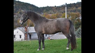 Discover the Enigmatic Connection Lipizzaner horse 205 Pluto Capra XXVII jjlipizzans slovenia [upl. by Garth]