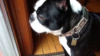 Boston Terrier Crying Like a Baby [upl. by Adnylg]