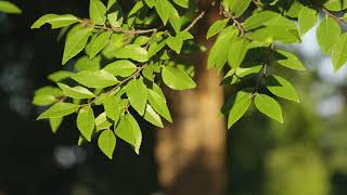 Ulmus parvifolia  Chinese Elm Lacebark Elm [upl. by Sigsmond]