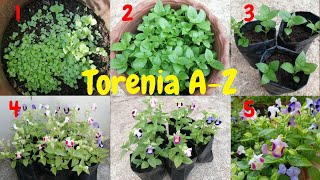 Toreniawishbone plant in tamil  how to grow from seeds torenia plant care torenia maadithottam [upl. by Ylehsa598]