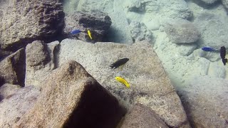 Labidochromis caeruleus at Mbowe Island [upl. by Nerraw]