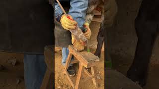 Great hoof trimming video extremely comfortable丨ASMR丨Donkey hoof cutting sound [upl. by Lexine]