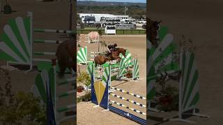 I no longer think showjumping should be a sport horse equestrian showjumping showjumper horses [upl. by Doughman]