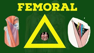 Femoral Triangle Anatomy  Femoral Hernia  Lower Limb  Anatomy Decoded [upl. by Malinde572]