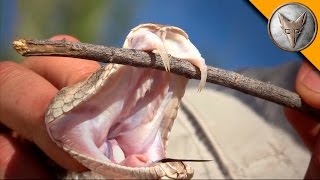 Rattlesnake with Double Fangs [upl. by Elvyn757]