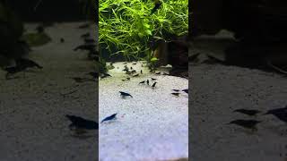 water change day for shrimp tanks [upl. by Saiasi]