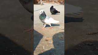 💯Aapke father aaye Hi kabuter shortvideo viralvideo pigeon shortvideo viralvideo 👍🕊️👍🕊️🕊️🕊️🕊️ [upl. by Rudich]