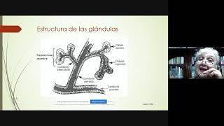 Fisiología de las glandulas salivales Cátedra de Fisiología Humana FCM UNR [upl. by Alfi177]