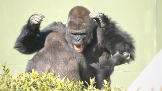 Huge Silverback Gorilla Shows Off His Strength  Gorillas Screaming  The Shabani Group [upl. by Conlen]