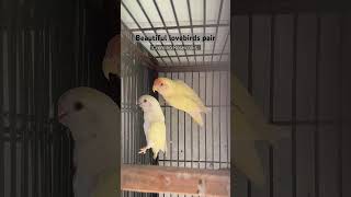 Cremino Roseicollis lovebirds 💛 birds lovebirds cute cremino shorts trending reels funny [upl. by Dowdell]