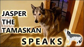 Jasper the Tamaskan Dog speaks [upl. by Hamrnand]