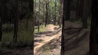 Wedding bells bike park mtb sigma viralvideo [upl. by Templer898]