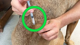 How To Give A Dog An Injection At Home Safely [upl. by Lynden]