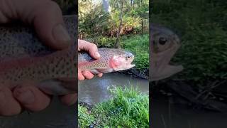 RAINBOW TROUT  Dandenong Ranges 🎣 🇦🇺 🐠 troutfishing rainbowtrout trout fishingaustralia [upl. by Ephrayim]