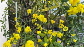 Jasminum nudiflorum DecJan bloom [upl. by Terb]