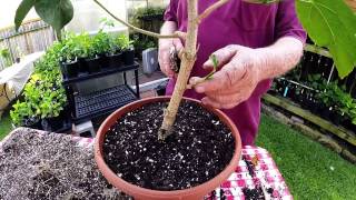 Repotting Hibiscus [upl. by Carri]