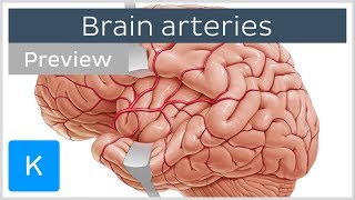 Arteries of the brain lateral and medial views preview  Human Neuroanatomy  Kenhub [upl. by Erdrich]